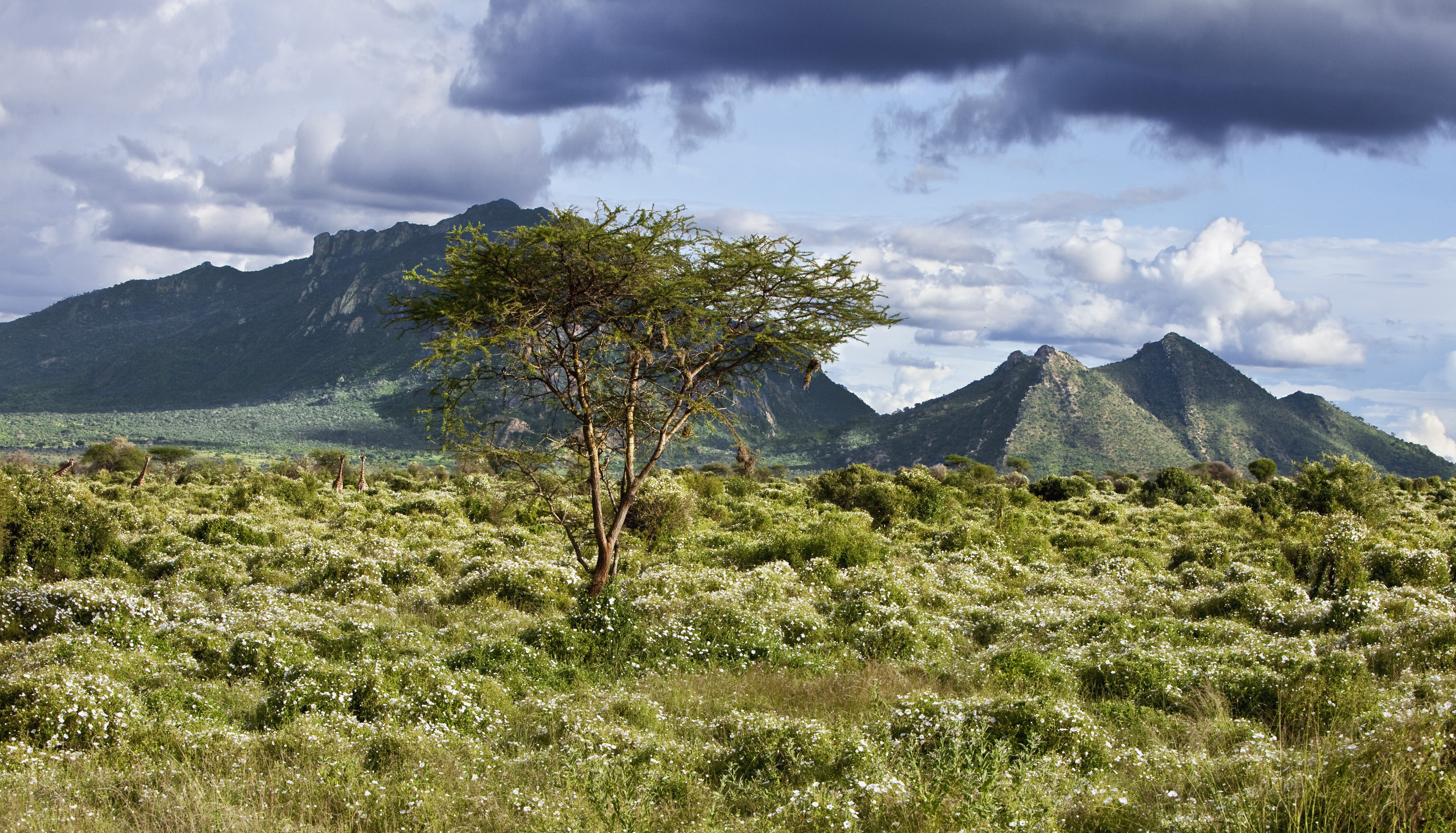 Giraffes crossing a flowering East African landscape