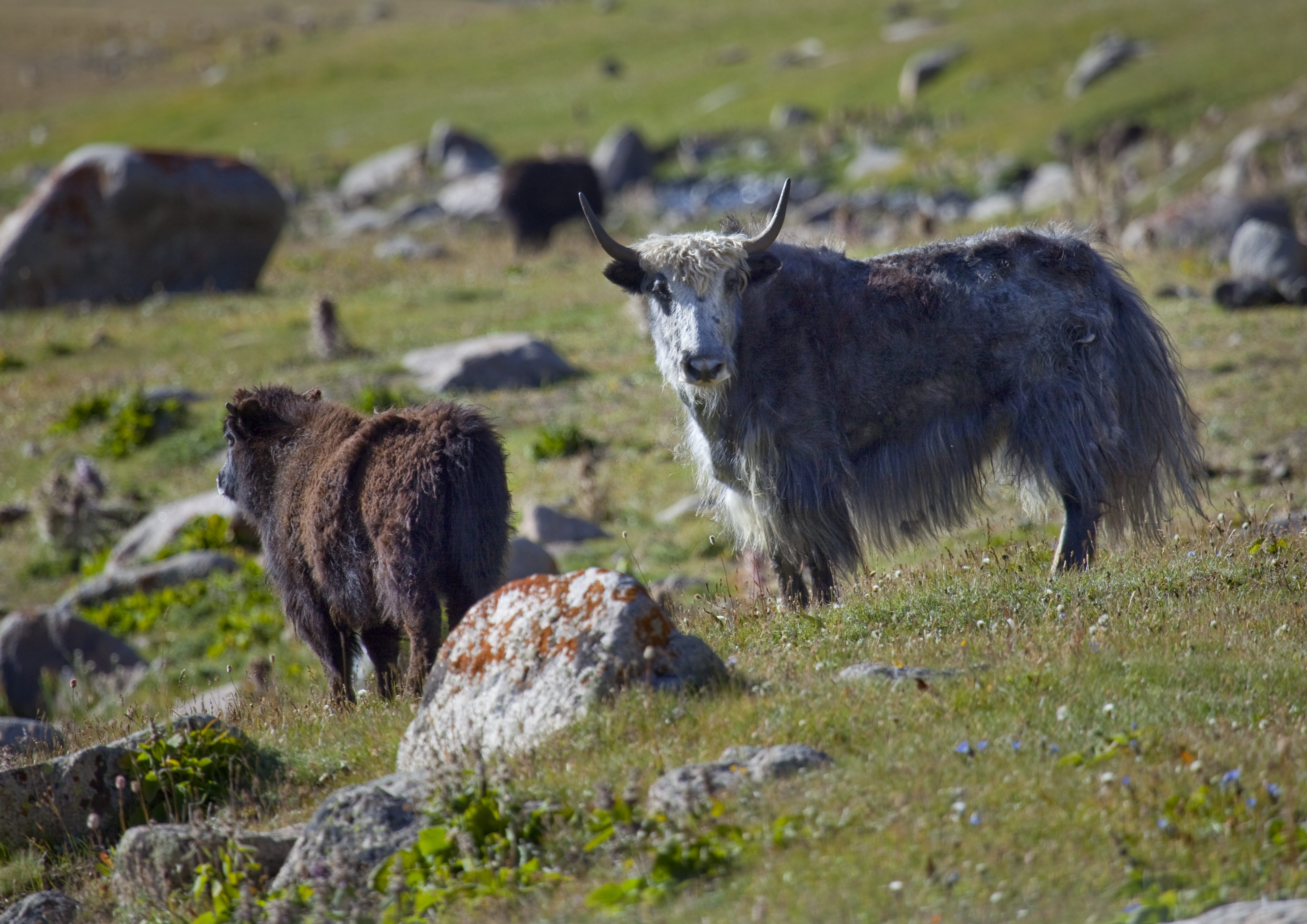 Kyrgyzstan travel - Lonely Planet | Asia