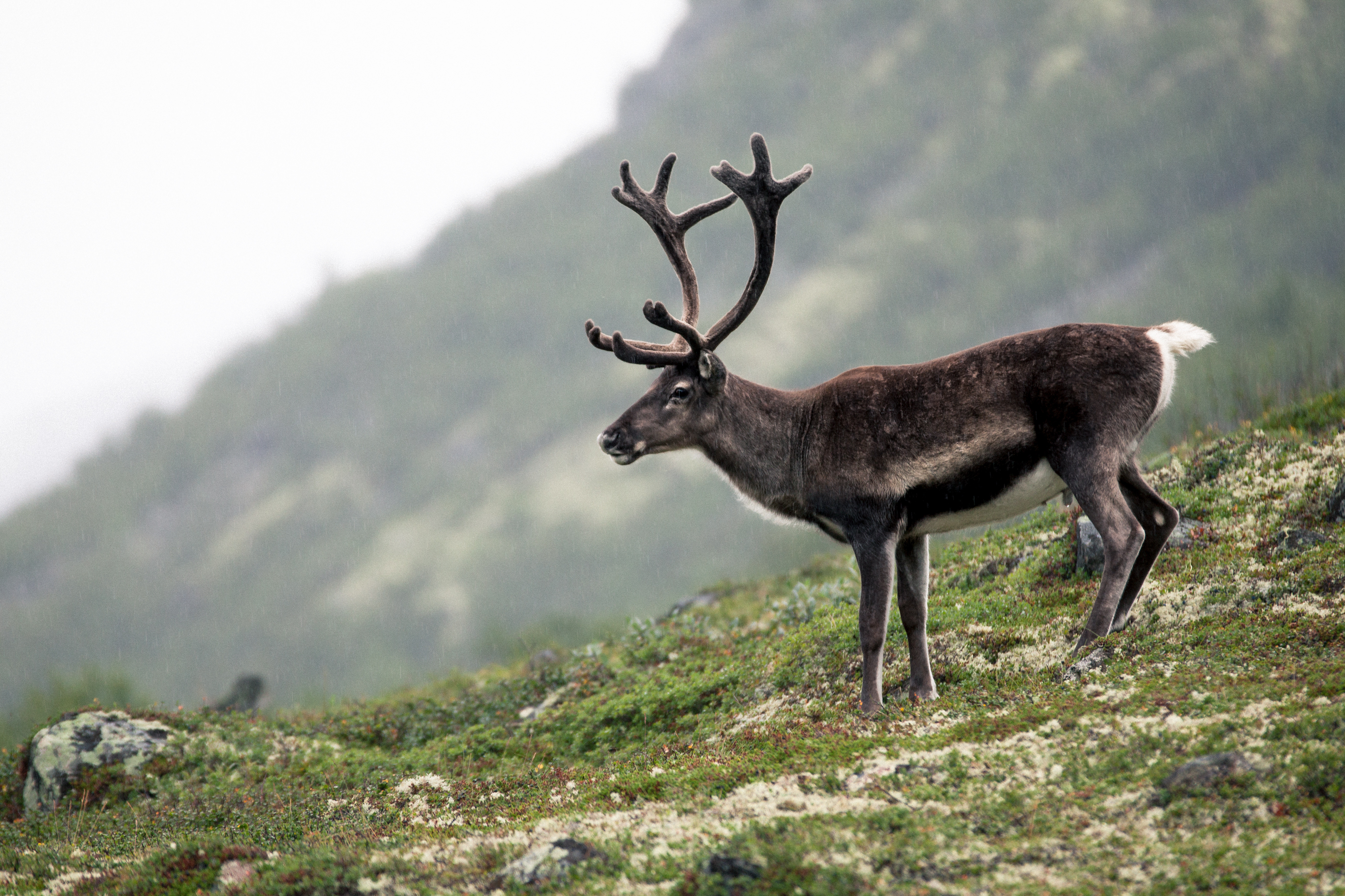A reindeer stands on rocky land in Jotunheimen National Park in Norway which is near Lom