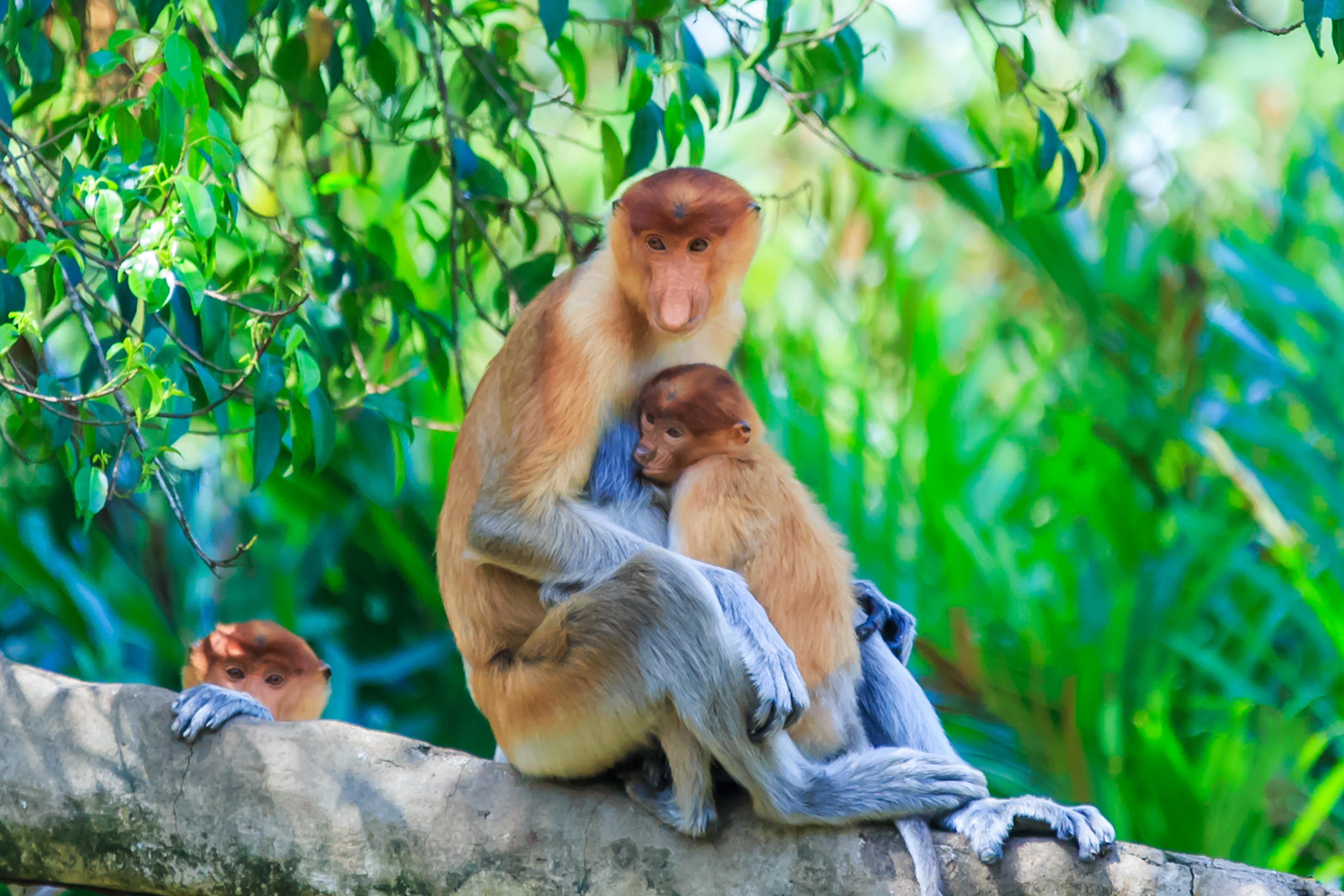 malaysia tourist visa for australian citizens A proboscis monkey (Nasalis larvatus) sitting on a tree branch with its child.