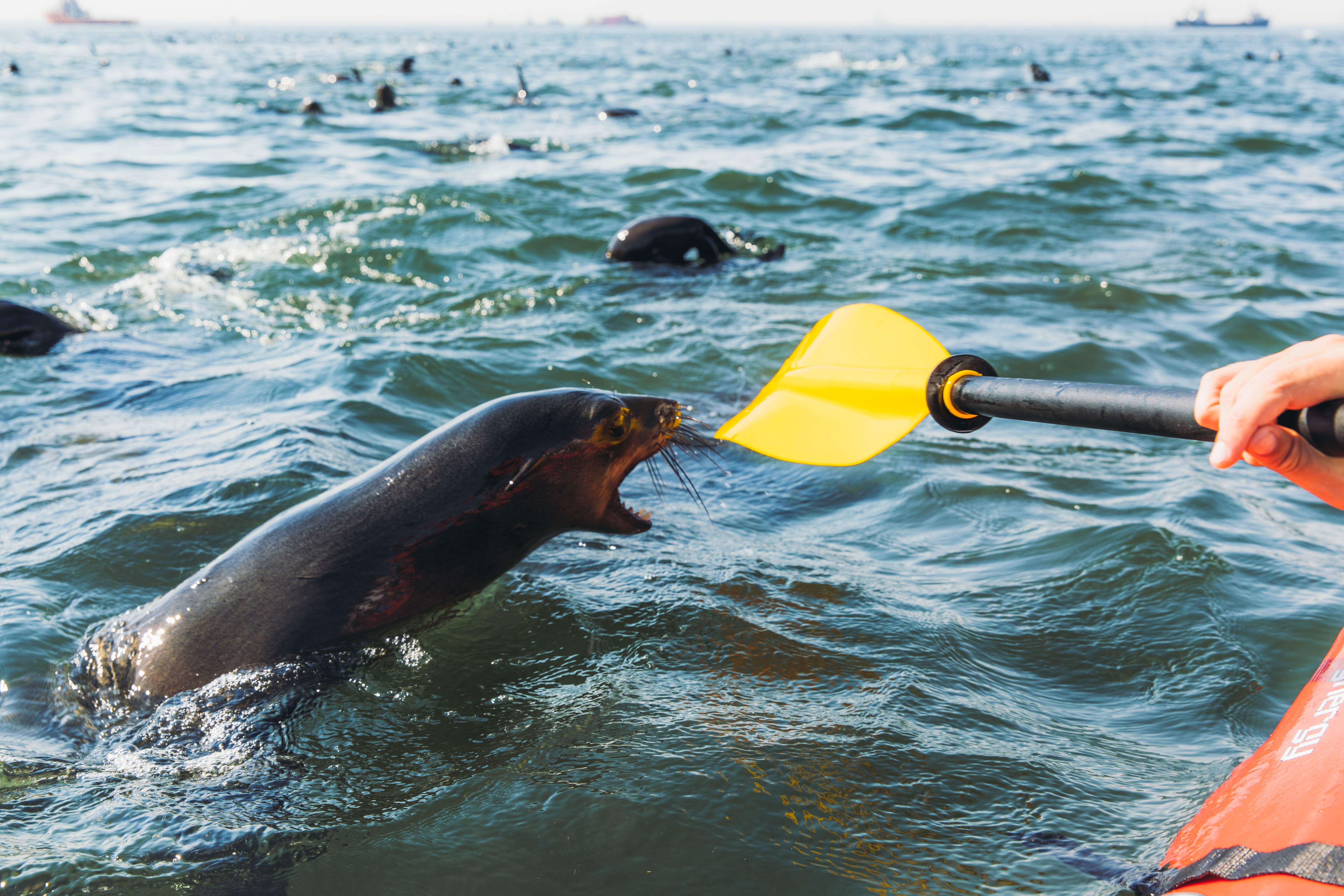 Woman and man kayaking with a group of sea lions near Walvis Bay, Namibia