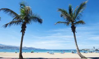Palm trees in Gran Canaria