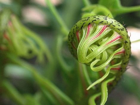 Features - Crazy Fiddlehead, by John D. CC BY 2.0