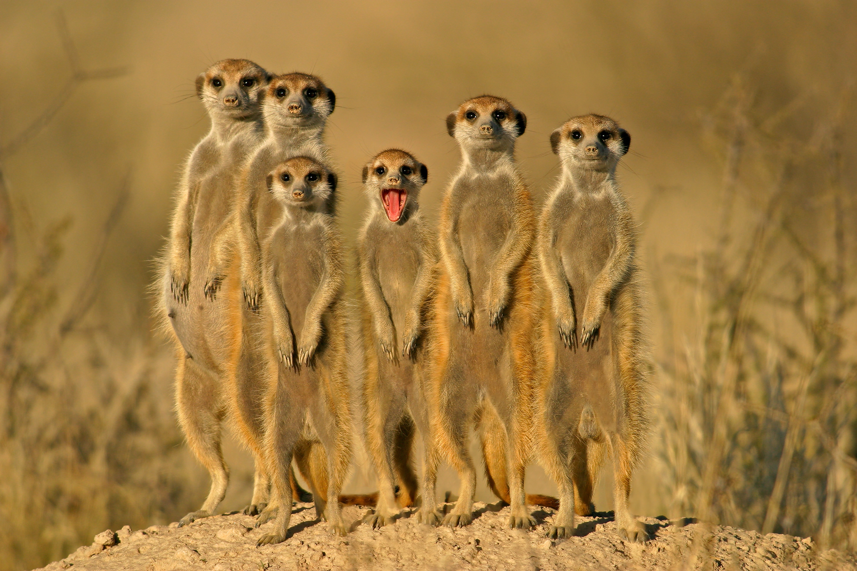 See the 'Lion King' cast for real in Africa - Lonely Planet - Lonely Planet